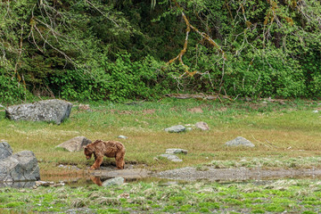Single bear is walking on the grass. He is looking for food after long winter. Summer time in Alaska. Brown grizzly in the forest. Hungry animal is eating.
