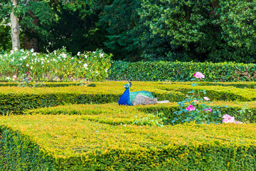 Peacock strolling at Warwick Castle, United Kingdom
