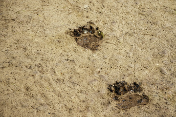 Bear footprint in the sand. Huge bear just walked in the mud and left fresh footprint. Hunter can...