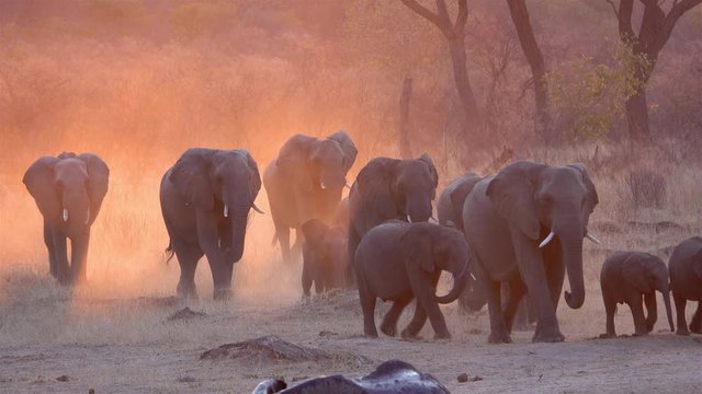 African Elephants march at sunset with beautiful orange dust in the golden hour, Hwange National Park, Zimbabwe