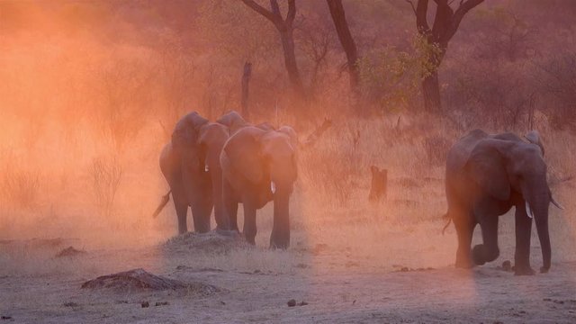 African Elephants march at sunset with beautiful orange dust in the golden hour, Hwange National Park, Zimbabwe