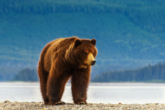 Huge grizzly bear is walking next to the sea. He is on the beach and forest is behind. He is looking for food after long winter. Summer time in Alaska.