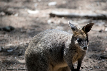 this is a close up of a swamp wallaby