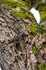 tree trunk with rough  and cracked bark surface covered with green mosses