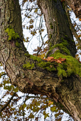 Obraz premium connection between two thick tree branches covered with green mosses and few orange fall leaves