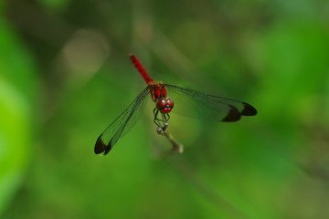 Red dragonfly emerging in the green