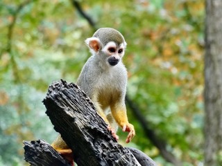 adorable squirrel monkey