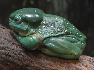 sad green frog 