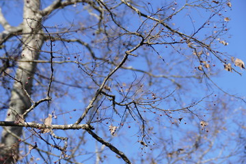 hackberry with hackberries