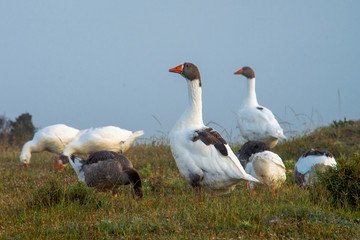Geese family on the grass