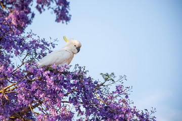 Sulphur-crested cockatoo seating on a beautiful blooming jacaranda tree. Urban wildlife. Australian...