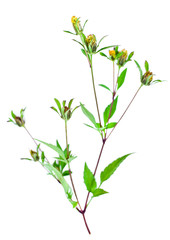 Three-lobe beggarticks (Bidens tripartita) plant isolated on a white background. 