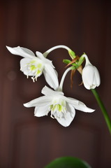 Eucharis Amazon Lily is a bulbous plant with white flowers