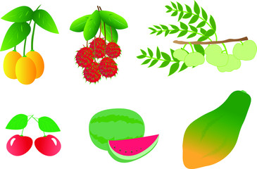 Fruit's vector include of marian plum, plum mango, star gooseberry, cherry, melon and papaya.
