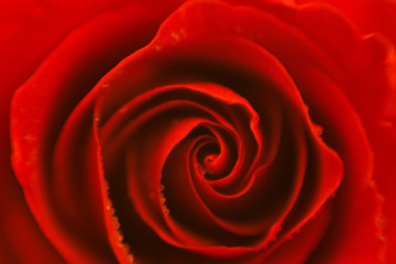 Scarlet rose, close up, top view, soft focus