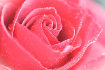 Bud of a blooming pink rose, close-up, soft focus