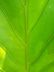 Fototapeta na wymiar closeup of green leaf back ground