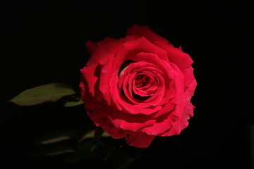 Red rose flower isolated on black background