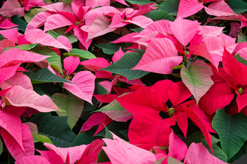 seamless background with holiday poinsettias 