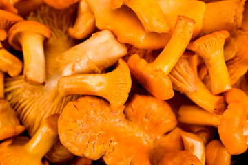 Chanterelles mushrooms background. Top view.