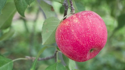 red apples on tree