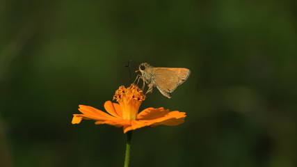 butterfly on flower