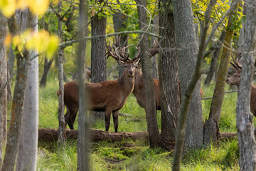 Naklejka na ściany i meble European red deer (Cervus elaphus) in rut, it is fourth the largest deer species