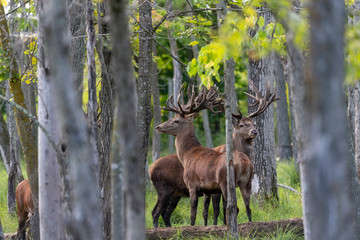 Fototapeta premium European red deer (Cervus elaphus) in rut, it is fourth the largest deer species