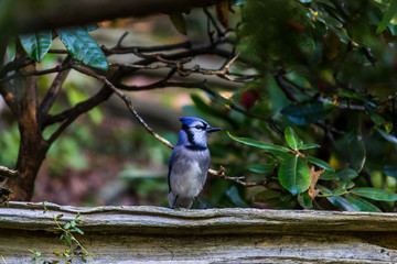blue jay on fence