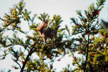 red squirrel in pine tree