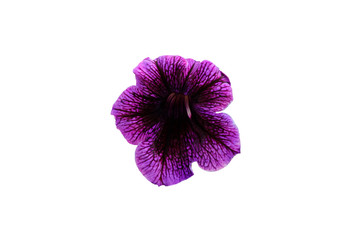 purple petunia bipinnatus flower isolated on white background