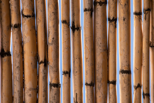 Ca&ntilde;as 01