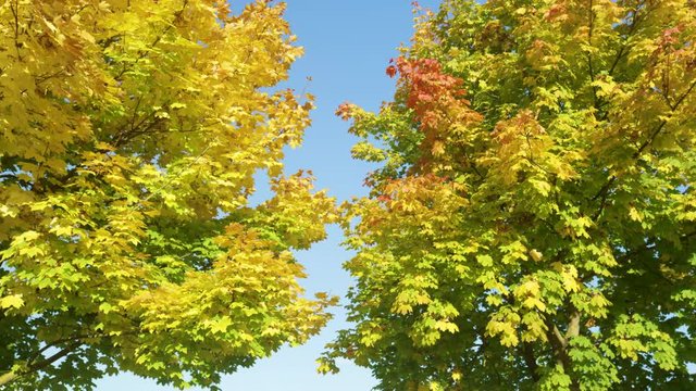 CLOSE UP: Picturesque shot of treetops changing colors on a sunny autumn day. Scenic view of two deciduous trees as their treetops change colors in fall. Gorgeous trees planted along an idyllic avenue
