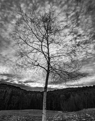 Birch for the Sky