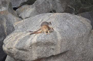 2 Mareeba Rock Wallabies Kangaroo on a rock queensland 