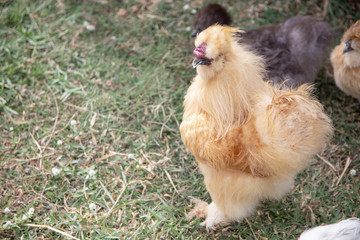 cute furry chicken roster walking on farm