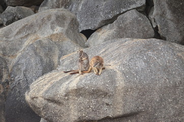 2 Mareeba Rock Wallabies Kangaroo on a rock queensland 