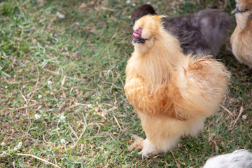 cute furry chicken roster walking on farm