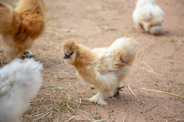 cute furry chicken roster walking on farm
