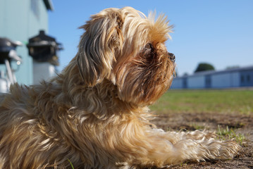 Yorkshire terrier lying next to the building wall looking thoughtfully into the distance