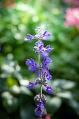 Obraz premium The background image of the colorful flowers
