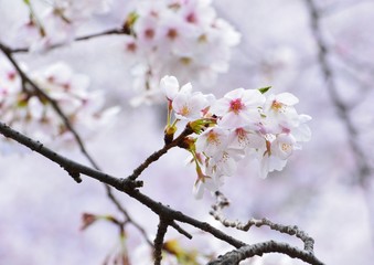 春の淡い色の桜の花が咲く