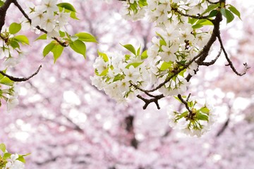 春の淡い色の桜の花が咲く