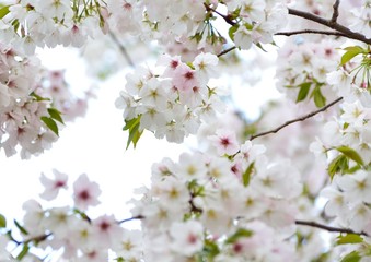 春の淡い色の桜の花が咲く