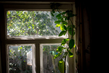 Leaves of a houseplant leaning against a window
