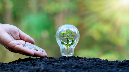The tree growing in the light bulb and the hands of the person giving the coin to the business growth concept.