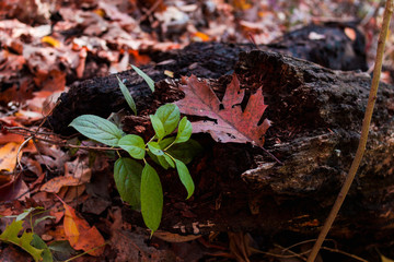 green and red leaf on a rotting log