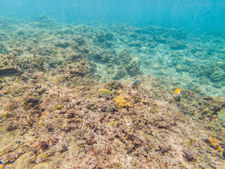 Obraz premium Coral Reef and Tropical Fish in Sunlight