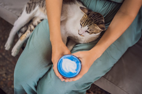 Young woman having a mediterranean breakfast seated at sofa and with her cat and drinks Trendy drink: Blue latte. Hot butterfly pea latte or blue spirulina latte