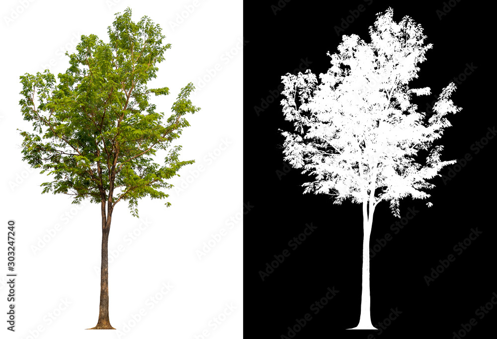 Poster isolated tree on white background with clipping path